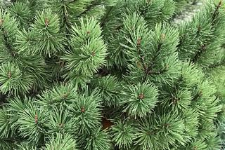Sosna oścista - Pinus aristata