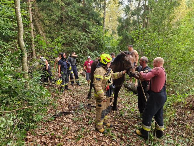 Nietypowe interwencje służb. Strażacy-ochotnicy uratowali stado koni, a strażnicy miejscy sarenki