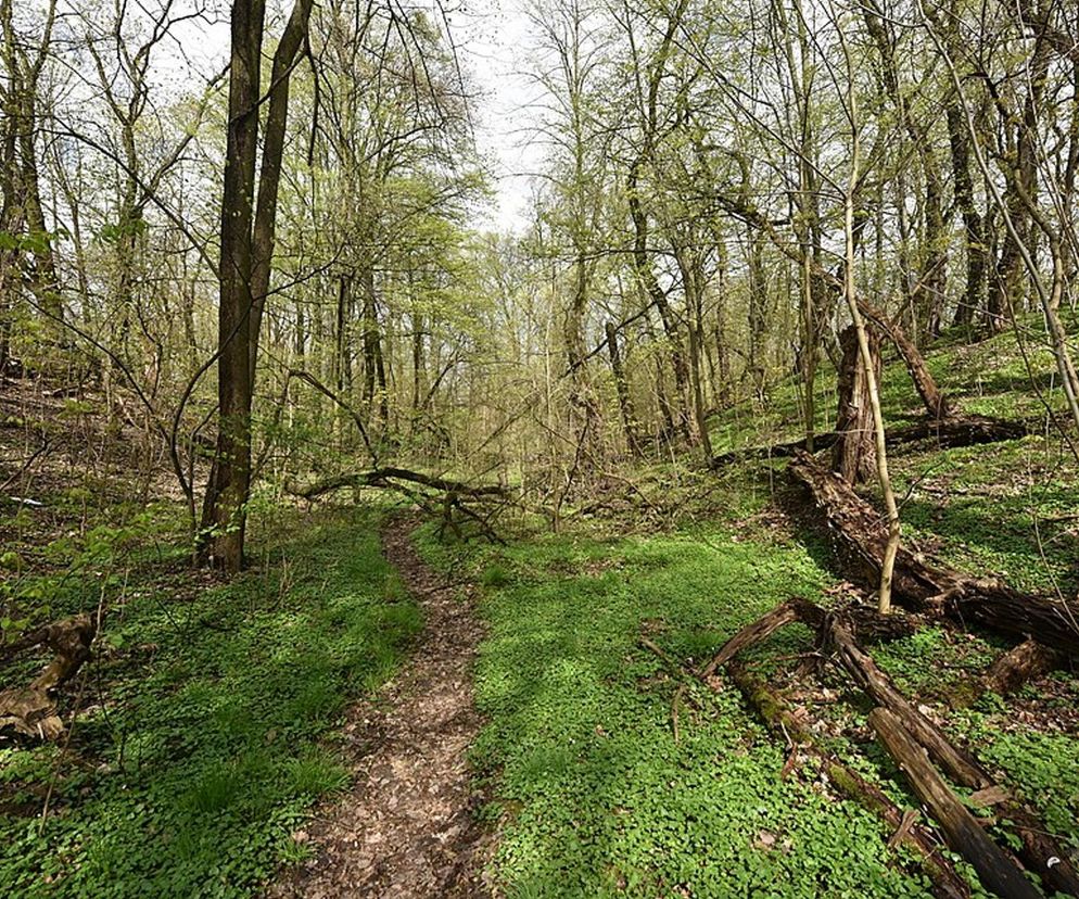 Zamykają las dla spacerowiczów. Podali powód. „Wchodzenie już nie tylko nielegalne”