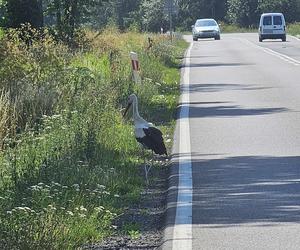 Bociany nietypowe zagrożenie na drodze.