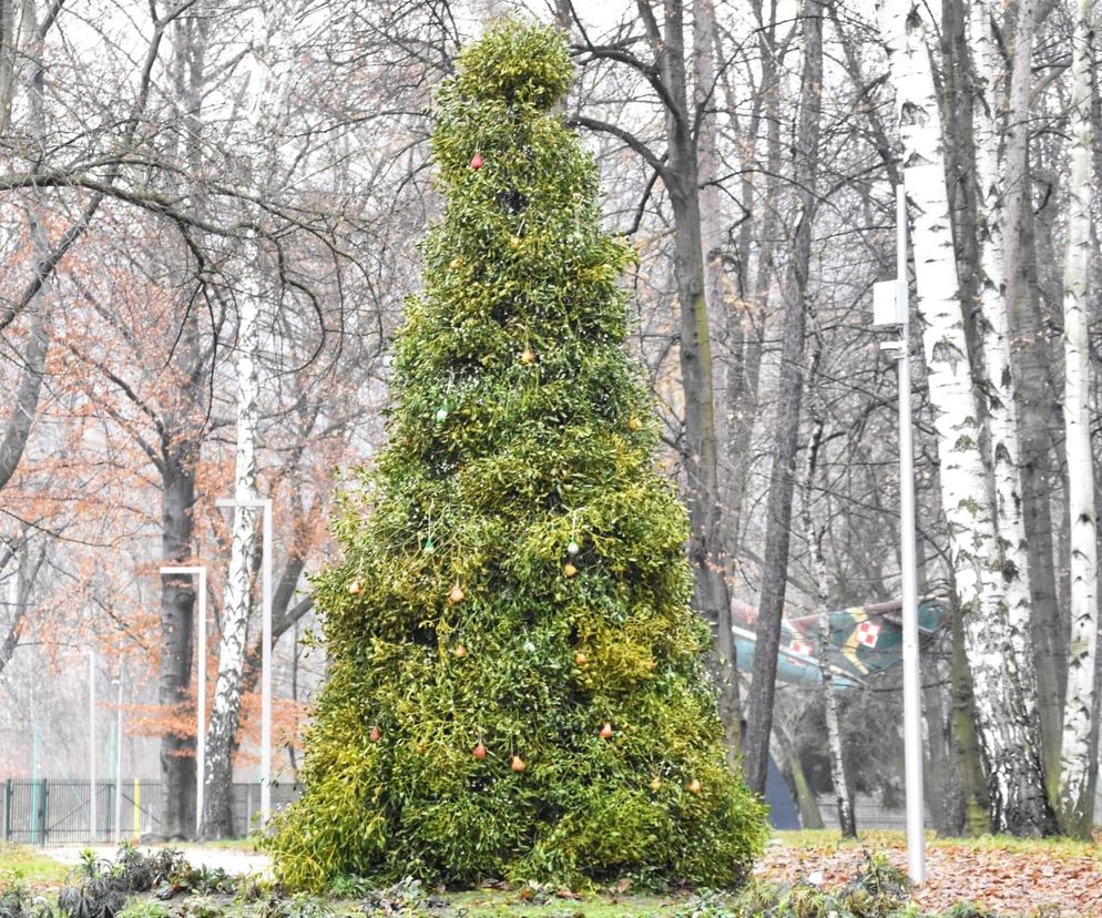 Wyjątkowa choinka w Czerwionce-Leszczynach. Zamiast ozdób zobaczymy ptasie pyzy, orzechy i owoce