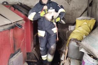 Bocian utknął w kominie