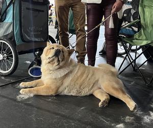 ​XXVII Międzynarodowa Wystawa Psów Rasowych - POMERANIA SHOW