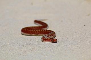 Patrz pod nogi. Z zimowego snu obudziły się żmije i zaskrońce