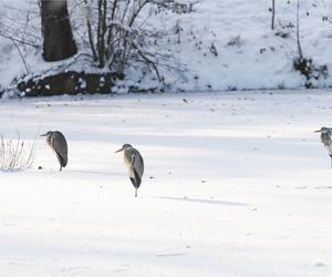 Zima w zoo we Wrocławiu. Zobacz, jak zwierzaki radzą sobie w chłodne dni 