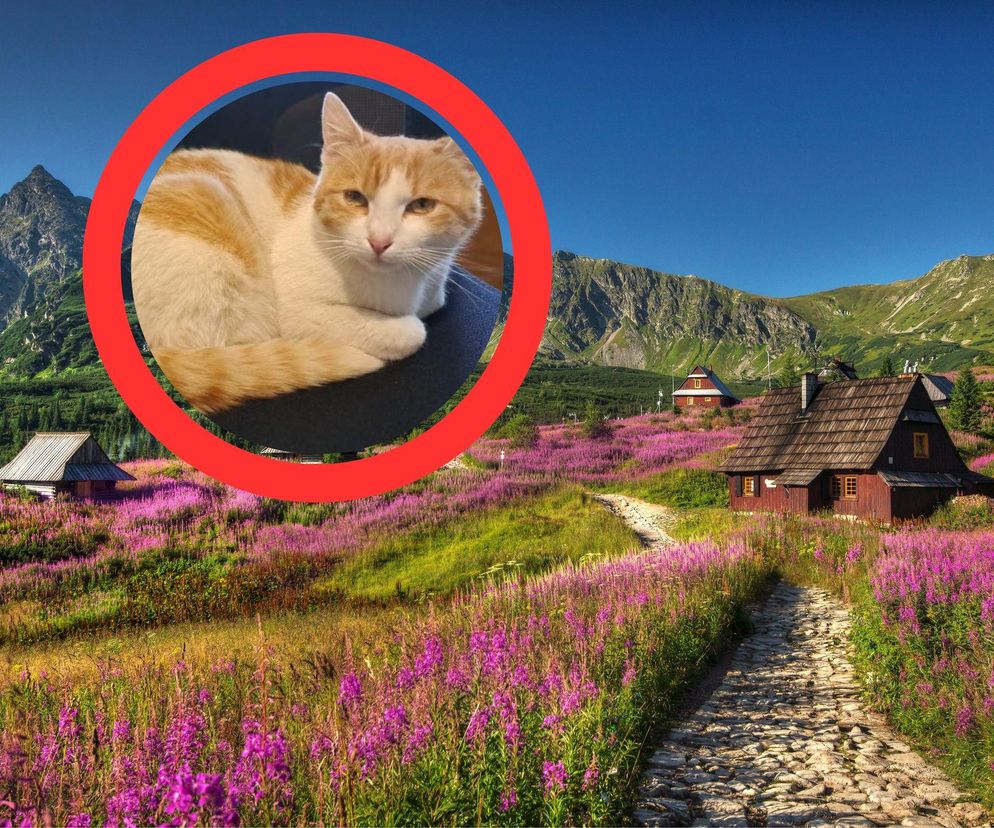 Kot na Hali Gąsienicowej w Tatrach