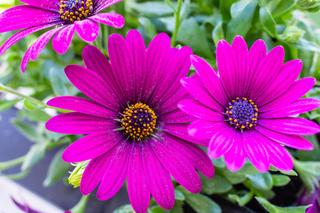 Kwiaty kwitnące na fioletowo: stokrotka afrykańska