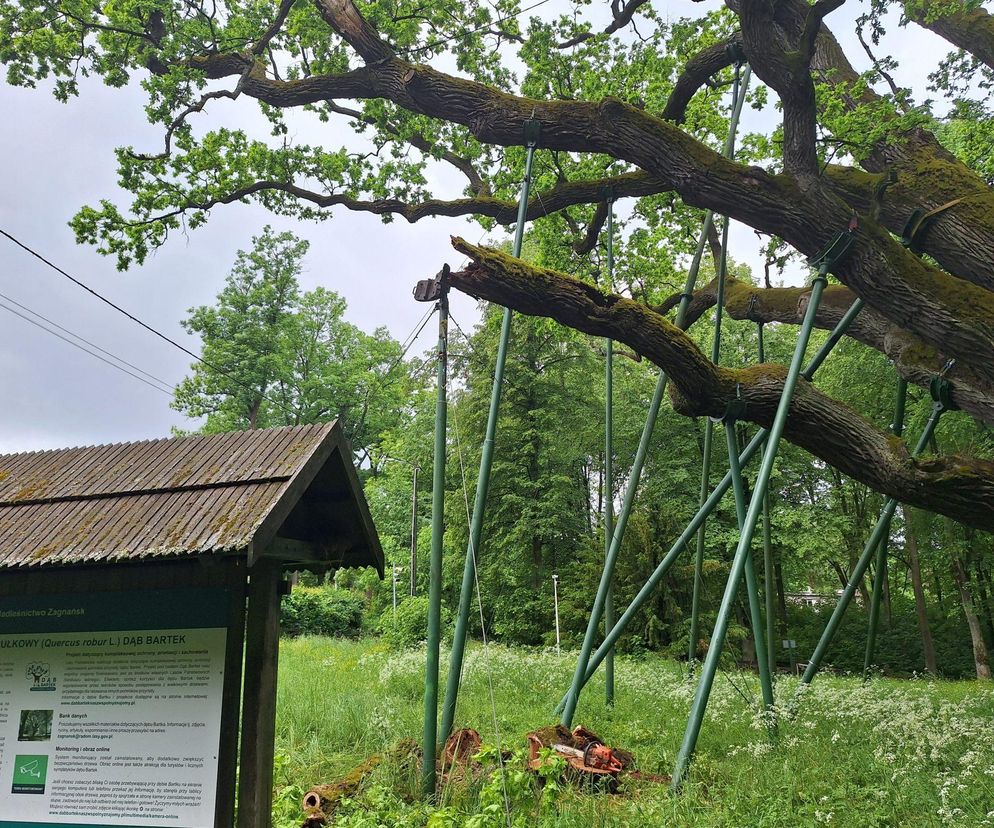 Król Puszczy Świętokrzyskiej ucierpiał w czasie ulewy! Galeria zdjęć