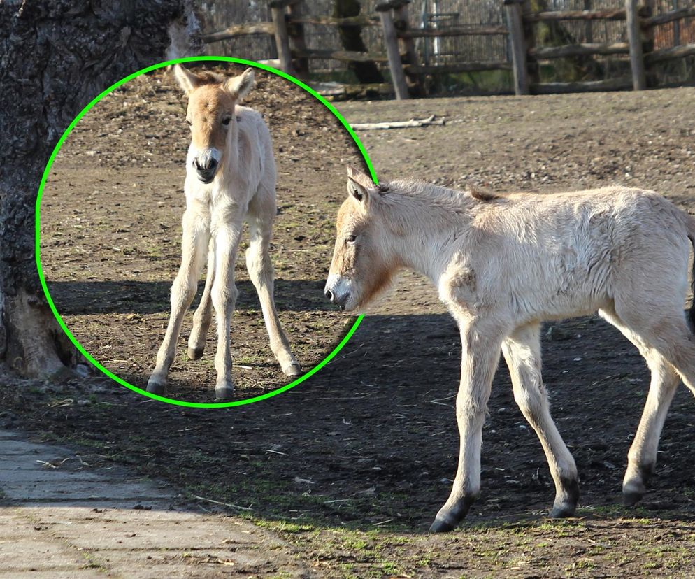  Warszawskie zoo ma nowego mieszkańca. To trzecie dziecko Primy i Larsa