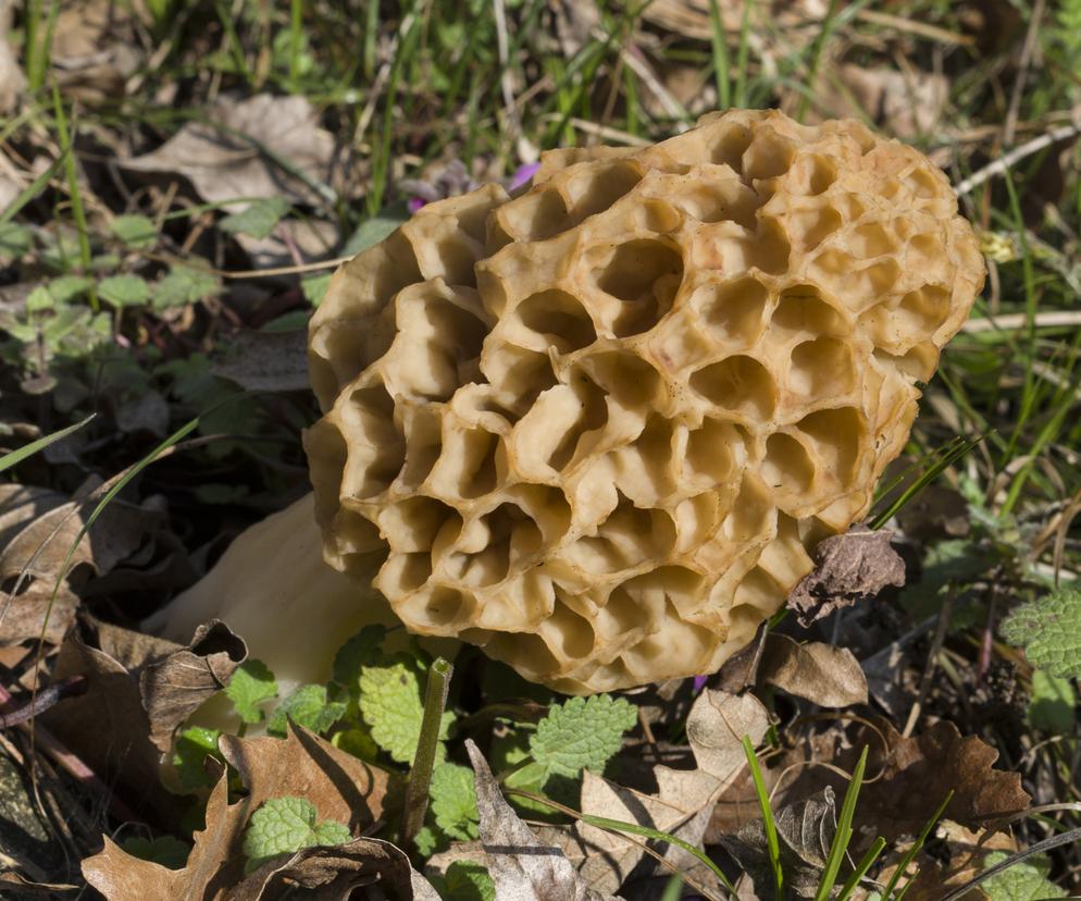 Jakie grzyby można zbierać wiosną? Na liście m.in. smardze