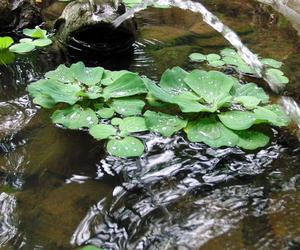  Pistia rozetkowa to nowy inwazyjny gatunek obcy