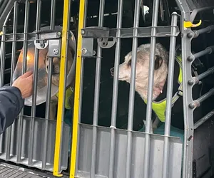 Ukraińskie psy otrzymały pomoc od poznańskiego schroniska