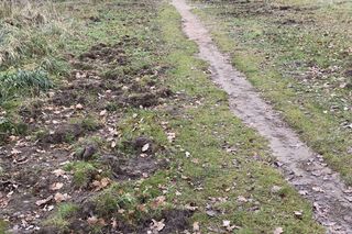 Dziki niszczą działki i miejsca publiczne w Suchedniowie