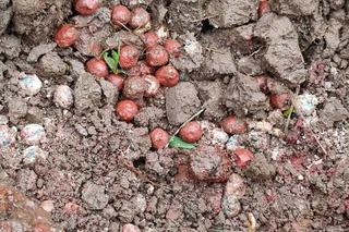 Rolnik wykopał szrapnel z I wojny światowej. Groźnym pociskiem zajęli się saperzy