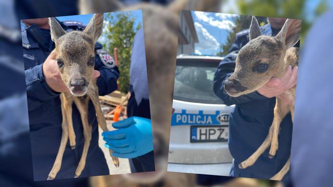 Sarenka uratowana przez policjanta