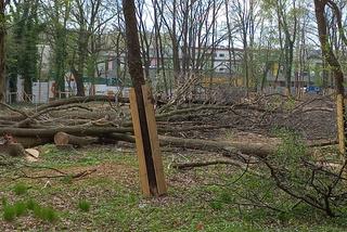 Drzewa zniknęły na Białołęce. Kilkadziesiąt dębów zrobiło miejsce dla nowej inwestycji