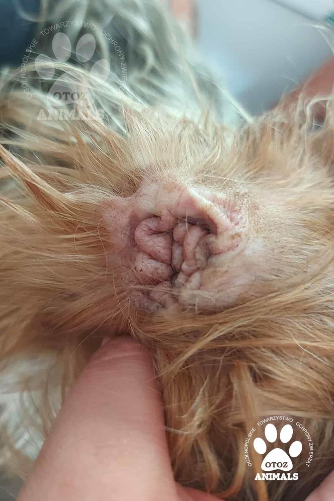 Nie żyje właścicielka pseudo hodowli w Bydgoszczy! 85 psów żyło w strasznych warunkach