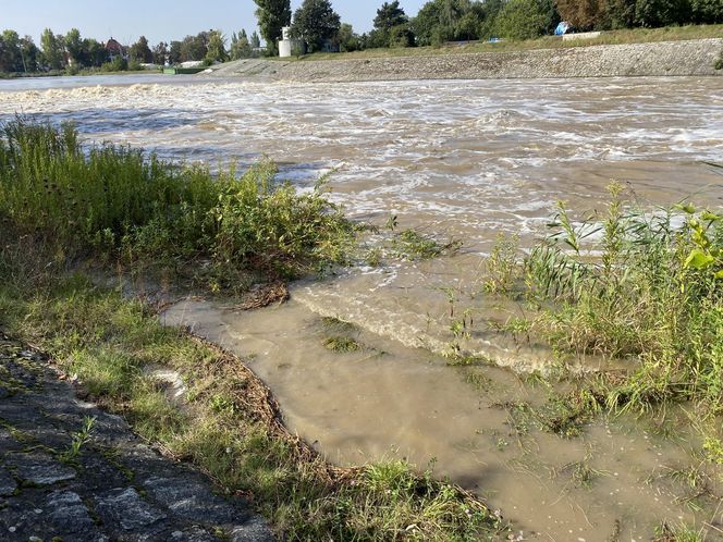 Jaz Szczytnicki we Wrocławiu coraz bardziej wypełniony. Do Wrocławia zbliża się fala ZDJĘCIA