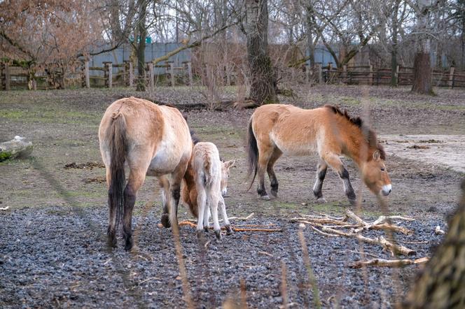 Klaczka konia Przewalskiego z matką Pimą w warszawskim ZOO