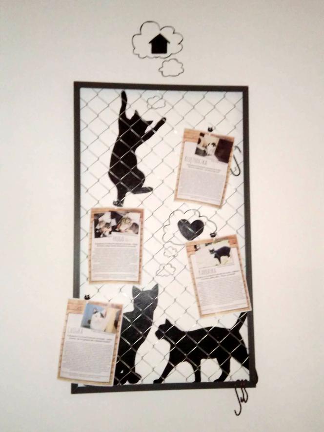 Katowice: Pierwsza na Śląsku Kocia Kawiarnia działa już trzy tygodnie! [ZDJĘCIA]