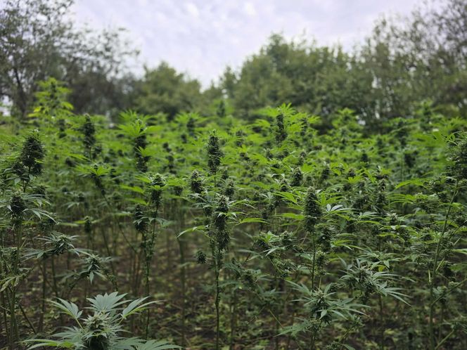 Prawie 40 kilogramów narkotyków i dwie duże plantacje. Dwaj zatrzymani w Starachowicach i gminie Brody