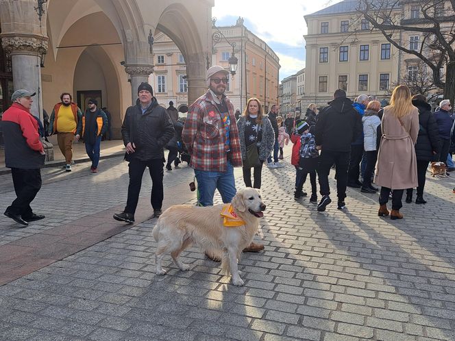 33. Finał WOŚP z grupą krakowskich Golden Retrieverów