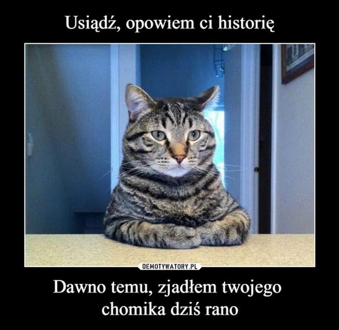 Dzień Kota 2021 - memy