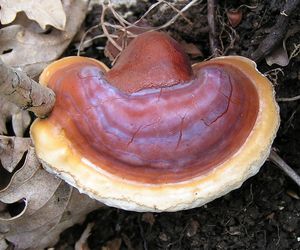 GRZYBY REISHI - właściwości i działanie. Gdzie kupić grzyby reishi?