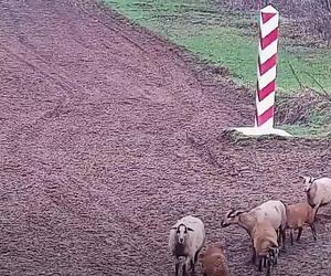 Alarm na granicy polsko-ukraińskiej. Przekroczyło ją... stado owiec