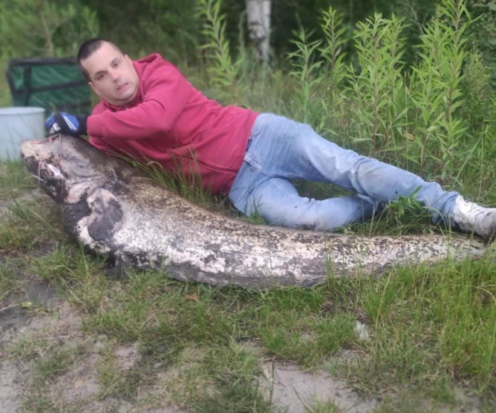 Wyłowił suma wielkości człowieka! Niecodzienny połów pana Rafała