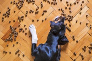 Larwy owadów w karmie dla psów?! Ratunek dla alergików i środowiska 