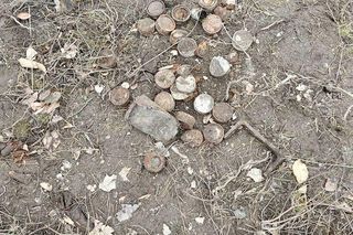 Dziki odkopały niewybuchy z czasów II wojny światowej