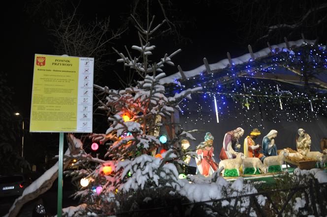 Świąteczne iluminacje i choinki w centrum Kielc