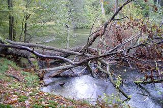To najładniejszy las w woj. warmińsko-mazurskim. Wybrała go sztuczna inteligencja. Zachwyca naturalnością i historią