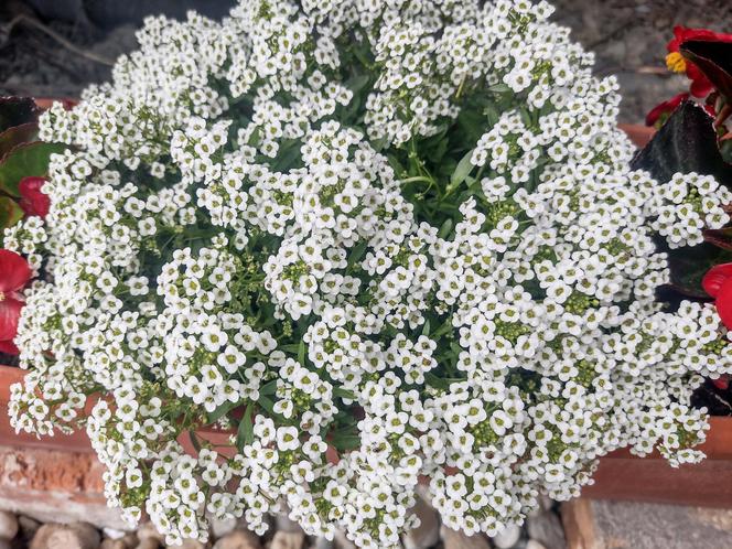 Wytrzymałe kwiaty na balkon - zdjęcia