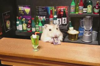 Śmieszny chomik to hit internetu!