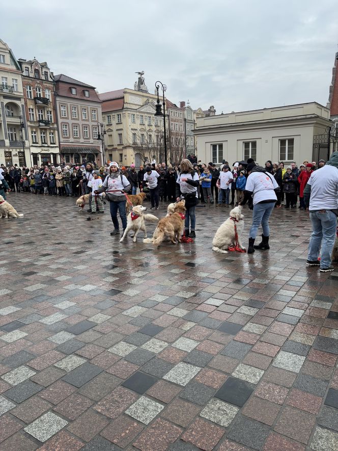 Golden Retriever WOŚP w Poznaniu