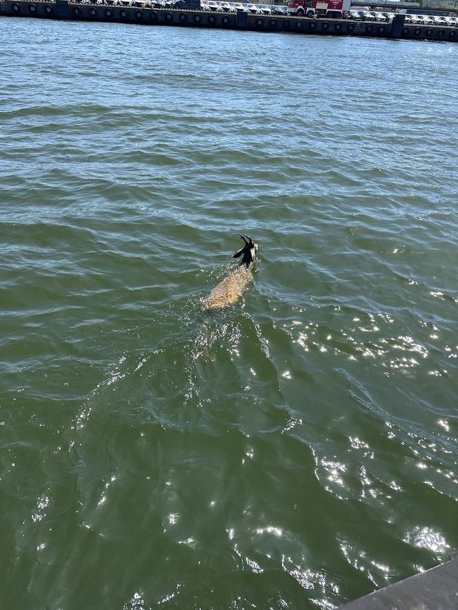 Młody jelonek wpadł do kanału portowego w Gdańsku. Uratowała go załoga Pioruna