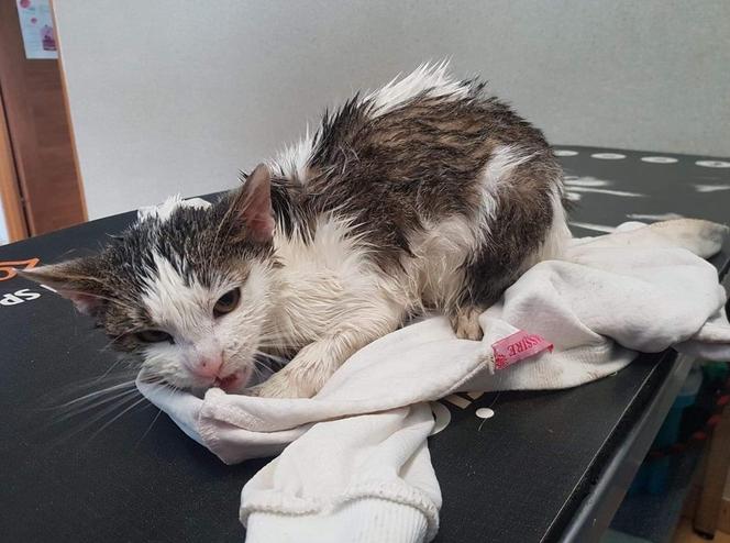 Opole. Pomysły oprawców są STRASZNE. Jakby wpadał na nie sam DIABEŁ [ZDJĘCIA]