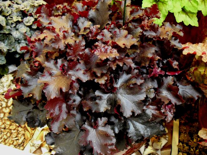 Żurawka ‘Black Beauty'