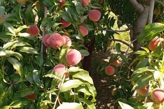 Myślisz o przejęciu gospodarstwa? Na młodych rolników czekają setki tysięcy złotych wsparcia