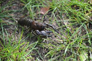 Gigantyczne raki opanowały rzekę Wieprzę. Czy są groźne?