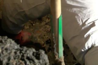 ZWŁOKI ZAKOPANE W PIWNICY