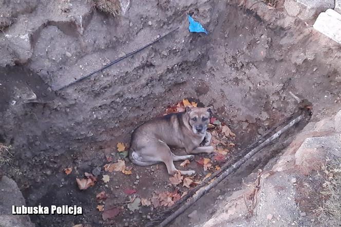 Nie przeszli obojętnie wobec psiego wołania o pomoc