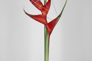 Dizajn na zawsze. Bownik