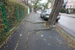 Wycinka drzew przy Puszkina w Gorzowie? Tak wynika z ekspertyzy!