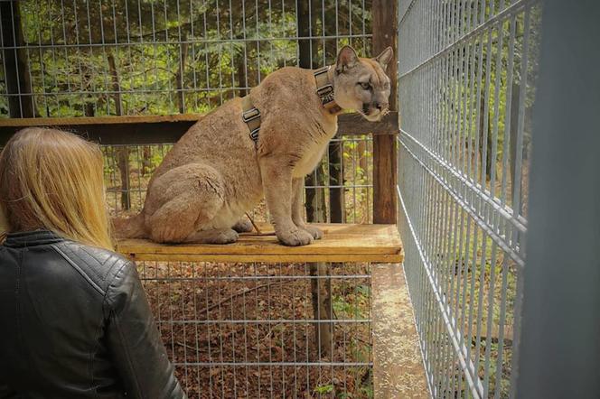 Puma Nubia trafiła do zoo w Chorzowie. Ma tam dobre warunki. Teraz jej właściciel czeka na pomoc prawną
