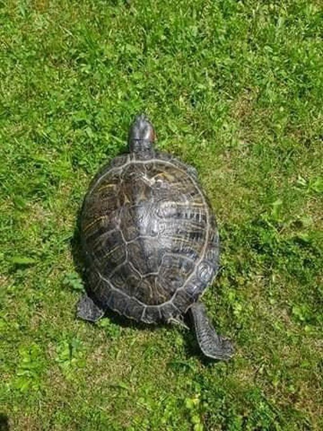 Bełchatów: Zabłąkany żółw trafił z ulicy prosto na komendę! Teraz czeka na swojego właściciela 