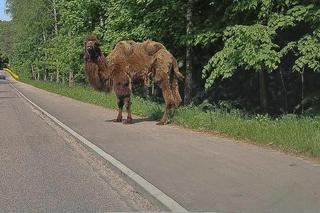 Wielbłąd