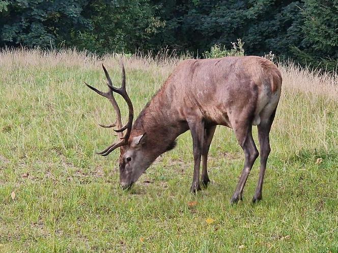 Szok w Szklarskiej Porębie. Ktoś zastrzelił jelenia na prywatnej posesji, był atrakcją miasta